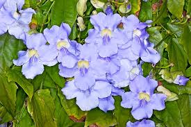 Image result for Thunbergia annua