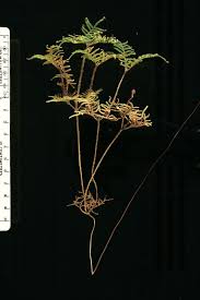 Image result for Gleichenia elongata