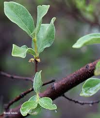 Image result for Afrocanthium mundianum