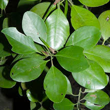 Image result for Ceriops