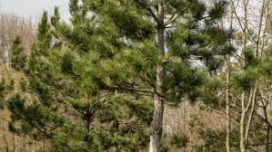 Image result for Pinus nigra