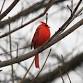 FeederWatch training session (in English) event image