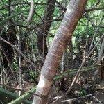 Image result for Afrocanthium mundianum