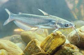 Channel cats grow fast in ponds and provide excellent recreation for anglers of all ages. Hybrid Blue Catfish A Fast Growing Fish For Your Pond Henneke Fish Hatchery