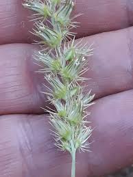 Image result for Cenchrus biflorus