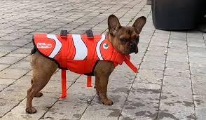 They will light up you life with days of joy on winter day. What Is The Best French Bulldog Life Jacket