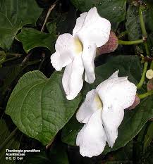 Image result for Acanthaceae
