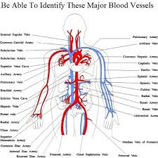 The largest vein in the human body is the inferior vena cava, which carries deoxygenated blood from the lower half of the body back up to the heart. Circulatory System Mblex Flashcards Quizlet