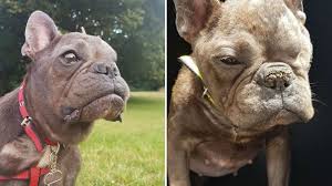 See more ideas about bulldog, french bulldog, cute animals. Dozens Offer One Eyed French Bulldog Ugly Betty New Home Bbc News