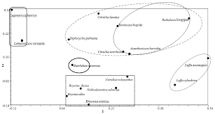 Image result for Bambekea racemosa