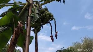 Ini adalah jenis buah yang mempunyai kandungan air cukup saat matang, buah satu ini memiliki warna merah muda. Unik Pohon Pisang Di Semarang Ini Berbuah Tiga Tandan