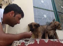 As howell noted previously, tv spots can be a great method for rescues or shelters with a bigger budget to market themselves and improve their reputation. Https Www Globalgiving Org Pfil 10336 Projdoc Pdf