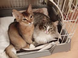 【猫ブログ】愛猫トトとチーと父さんの生活