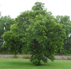 It is commonly consumed as a nut. Foraging Texas Black Walnut