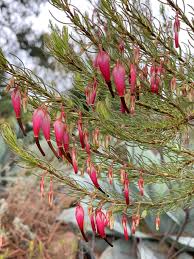 Image result for Erica