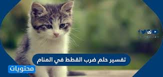 .الشروع في قتل محمد جاسم الكويتي المعتدى عليه، استندت في ذلك لشريط الفيديو الذي صور وسجل الواقعة، ثم قام المواطن الكويتي بضرب وسحل الوافد المصري وضربه بعصا حديدية ولم يكتف بذلك بل دهس وجهه في الأرض، الأمر الذي أودى بإصابات بالغة شديدة. ØªÙØ³ÙŠØ± Ø­Ù„Ù… Ø¶Ø±Ø¨ Ø§Ù„Ù‚Ø·Ø· ÙÙŠ Ø§Ù„Ù…Ù†Ø§Ù… Ù…ÙˆÙ‚Ø¹ Ù…Ø­ØªÙˆÙŠØ§Øª