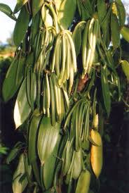 Vanilla Beans Madagascar Taman Buah Pohon Buah Taman