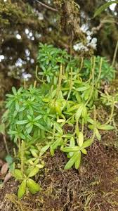 Image result for Peperomia fernandopoiana