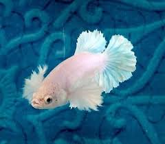 20 Thai Import White Platinum Female Dumbo Ears Halfmoon Betta Live Fish Betta Fish Tank Betta Halfmoon Betta