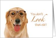 Birthday Cards for the Dog Lover and From the Dog