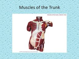 This muscle is located in the back and is a deep muscle too. Anatomical Model Unlabeled Ppt Download