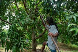 Purity neatness germination origin seeds type 95.0% 98.0% 85% china f1 hybrid *the product. This Kerala Town Harvests Every Mango Varietal Before Anywhere Else In The World