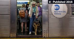 If interested in this amazing young guy, please go to their webs. A Final Proving Ground For Guide Dogs To The Blind Midtown Manhattan The New York Times