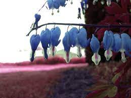 Bleeding Heart Seeds Sapphire Blue Rare Hardy Shade Perennial 20 Seeds Bleeding Heart Shade Perennials Flower Seeds