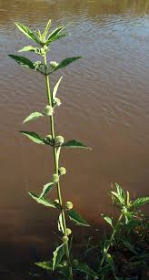 Image result for Hyptis lanceolata