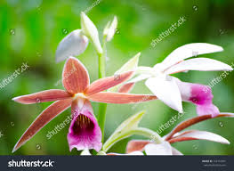 Image result for Phaius occidentalis