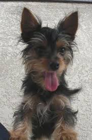 Yorkie Black And Brown Puppy Little Heidi The Black And Tan Chorkie Puppy Is Jumping Up Outside And Leaning Against A Chihuahua Mix Puppies Yorkie Chihuahua Mix Hybrid Dogs