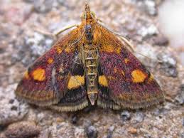 Image result for Pyrausta ostrinalis