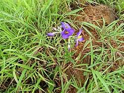 Image result for Exacum zombense