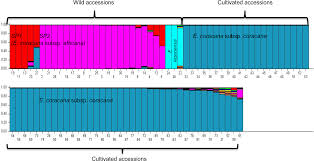 Image result for Eleusine kigeziensis