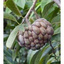 Image result for Annona squamosa