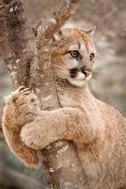 Stunning Wildlife On Twitter Wild Cats Animals Cute Animals