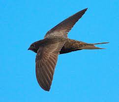 Результат пошуку зображень за запитом "стриж"