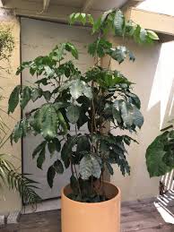 Image result for Trichilia