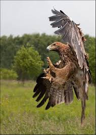 Eagle Birds Of Prey Animals Pin On Aguias Aves