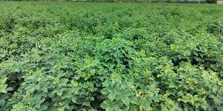 Image result for Cyamopsis serrata