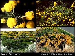 Image result for Acacia lasiopetala