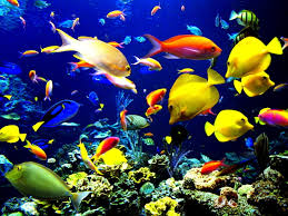 Colorful fish & beautiful backgrounds make koi live wallpaper better than the real thing! 120 Coral Reef Fish Wallpapers Hd Download Free Backgrounds