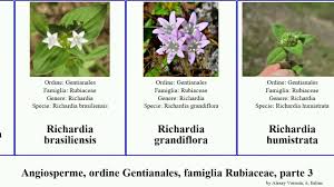 Image result for Tarenna pavettoides