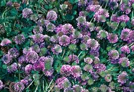 Image result for Trifolium semipilosum