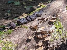Image result for marten poop