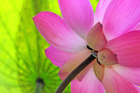We did not find results for: Lotus Flower The Wild Side Of Singapore