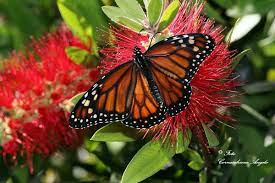 Danaus Erippus O Danaus Plexippus Erippus Monarca Naturaleza Danaus Plexippus Monarcas