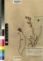 Image result for Zygophyllum cuneifolium