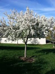 You might be able to find the right choice for your yard among these popular flowering trees. No Tree Will Bloom Before Its Time Behler Blog