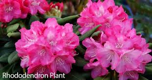Pin On Plants